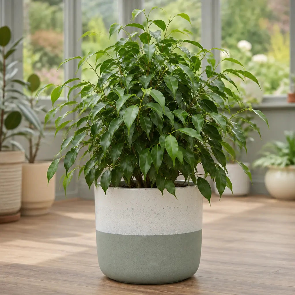 Ficus Danielle Weeping Fig 5L – Glossy Green Indoor Houseplant Plants By Post