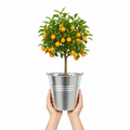 5L Calamondin Tree – Indoor & Outdoor Citrus in Decorative Pot