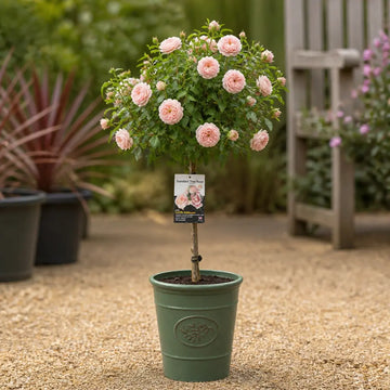 7.5L Standard Rose Tree Light Pink 100-110cm - Elegant Flowering Garden Rose Plant Plants By Post
