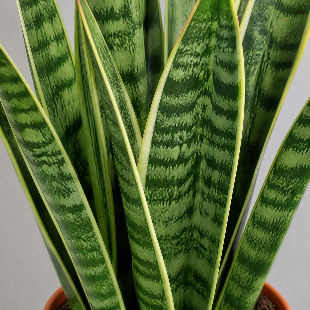 Sansevieria Superba in 12cm Pot | Air-Purifying Snake Plant for Low Light Spaces Plants By Post