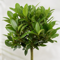 Bay Tree 60-70cm in 2L Pot Laurus nobilis