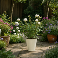 3L White Patio Rose in Decorative Pot Outdoor & Garden Plant