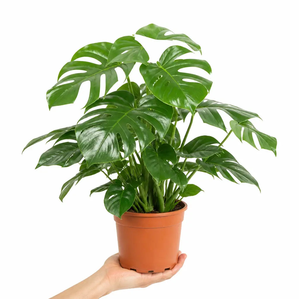 Monstera Deliciosa Cheese Plant 21cm Pot – Large Indoor Houseplant Plants By Post