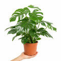 Monstera Deliciosa Cheese Plant 21cm Pot – Large Indoor Houseplant Plants By Post