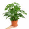 Nursery Pot