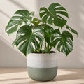 Monstera Deliciosa Cheese Plant – Large Split Leaf Tropical Evergreen Indoor Houseplant Plants By Post