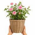 5L Rose Happy Retirement Pink Rose Bush - Beautiful Flowering Garden Plant Plants By Post