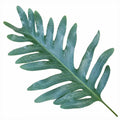 Phlebodium Blue Fern Blue Star Fern 17cm Pot – Easy Care Pet Friendly Indoor Houseplant Plants By Post