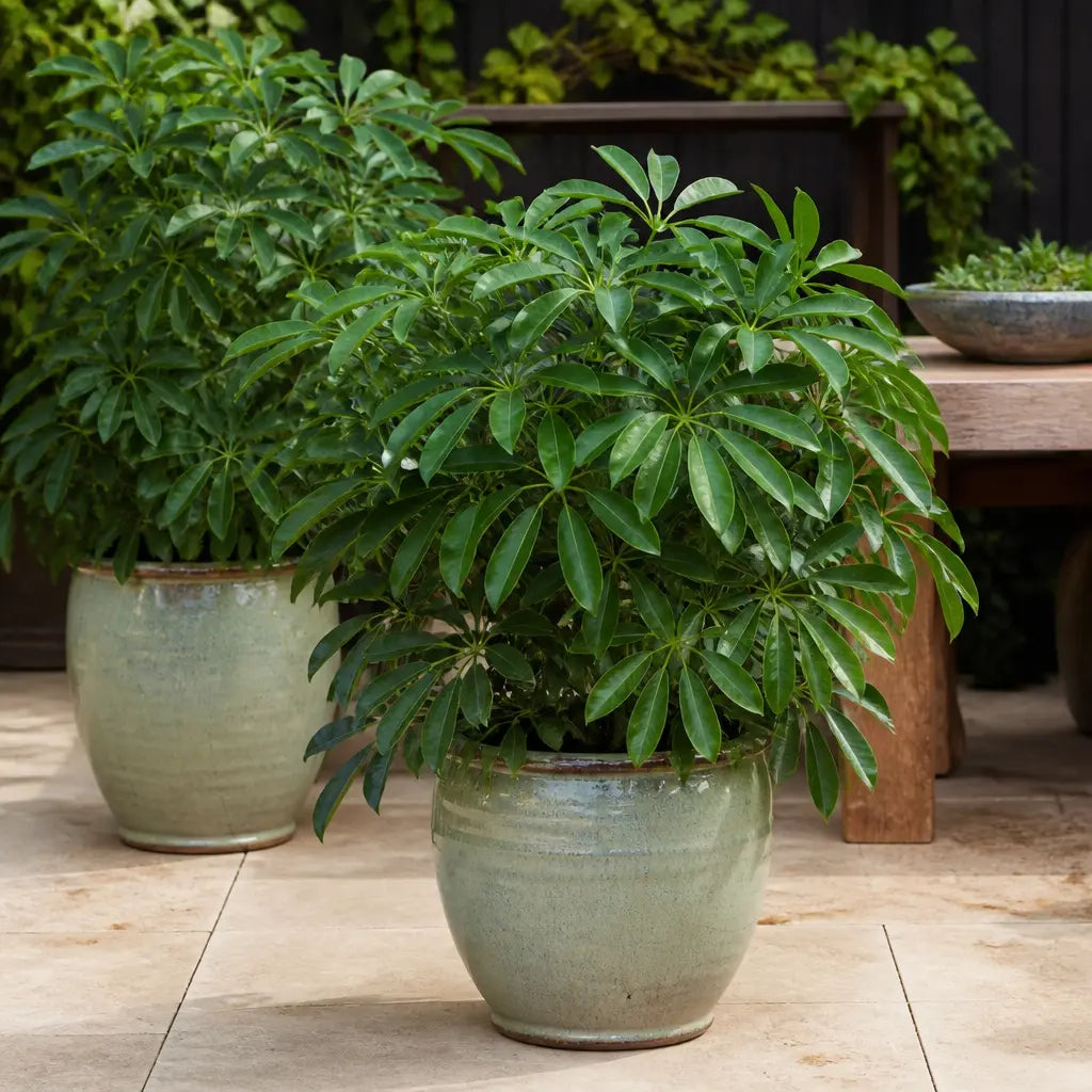 Schefflera Green Umbrella Plant 19cm Pot – Easy Care Large Indoor Houseplant Plants By Post