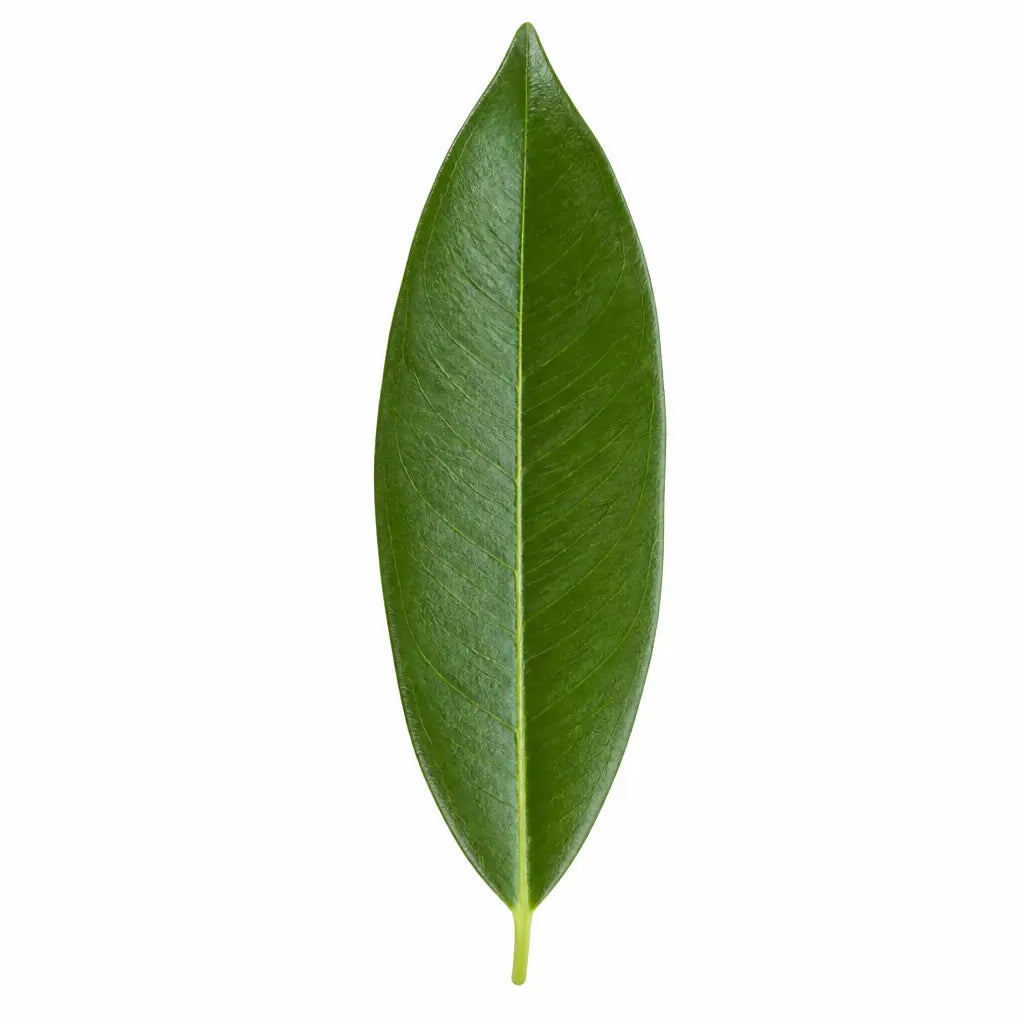 Ficus Binnendijks Narrow Leaf Fig 21cm Pot – Large Indoor Houseplant Plants By Post
