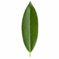 Ficus Binnendijks Narrow Leaf Fig 21cm Pot – Large Indoor Houseplant Plants By Post
