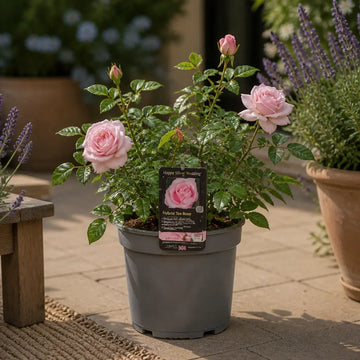 3L Happy Silver Wedding Light Pink Rose Bush - Beautiful Flowering Plant Gift Plants By Post