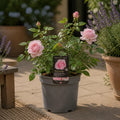 3L Happy Silver Wedding Light Pink Rose Bush - Beautiful Flowering Plant Gift Plants By Post