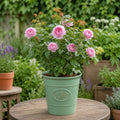 3L Mum In A Million Pink Rose Bush - Beautiful Flowering Plant Gift Plants By Post