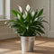 Galvanized Bucket