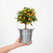 Zinc Pail with Handle