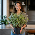 Ficus Twilight Weeping Fig 5L – Variegated Indoor Houseplant Plants By Post