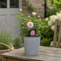3L Happy Silver Wedding Light Pink Rose Bush - Beautiful Flowering Plant Gift Plants By Post