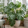 Monstera Deliciosa Cheese Plant – Large Split Leaf Tropical Evergreen Indoor Houseplant Plants By Post