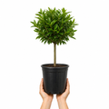 5L Calamondin Tree – Indoor & Outdoor Citrus in Decorative Pot