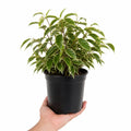 Ficus Twilight Weeping Fig 21cm Pot – Large Indoor Houseplant Plants By Post