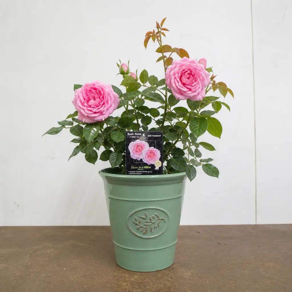 3L Mum In A Million Pink Rose Bush - Beautiful Flowering Plant Gift Plants By Post