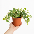 Hedera Variegated Ivy 12cm Pot Plants By Post