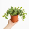 Nursery Pot