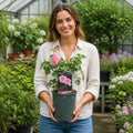 3L Mum In A Million Pink Rose Bush - Beautiful Flowering Plant Gift Plants By Post