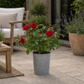3L Red Patio Rose in Decorative Pot Outdoor Garden & Patio Plant Plants By Post