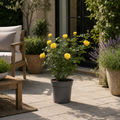 3L Yellow Patio Rose Outdoor Flowering Plant in Decorative Pot