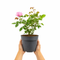 Nursery Pot