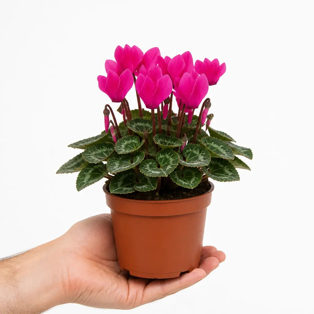 Cyclamen Deep Rose 10.5cm Pot Pack of 3 & 6 Flowering Outdoor Plants Plants By Post