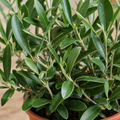 Mini Olive Bush in 15cm Pot