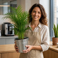 Chamaedorea Elegans Parlour Palm 2L – Elegant Tropical Indoor Houseplant Plants By Post