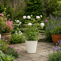 3L White Patio Rose in Decorative Pot Outdoor & Garden Plant