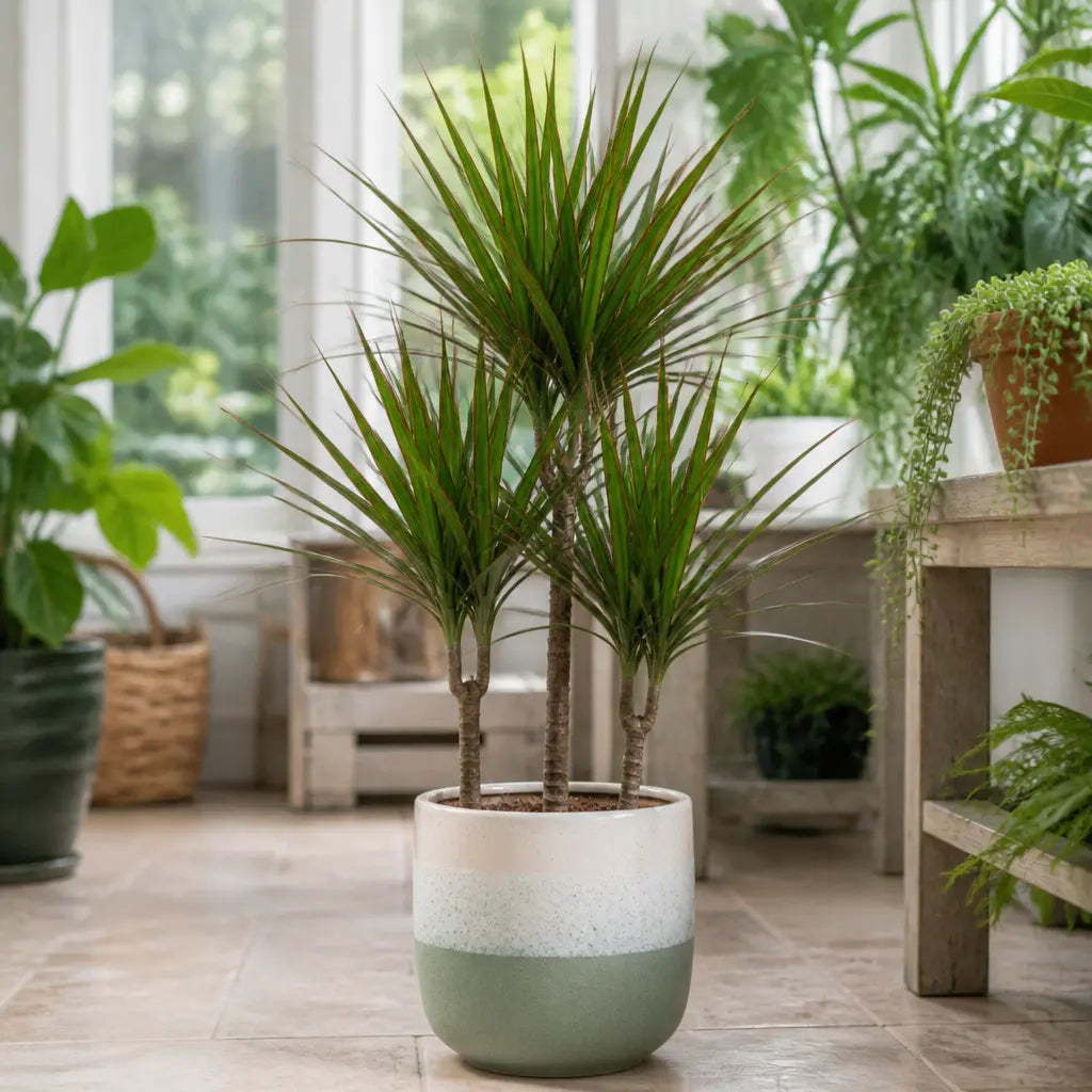 Dracaena Marginata 3 Stem Dragon Tree – Elegant Architectural Tropical Indoor Houseplant Plants By Post