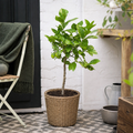 5L Lime Tree 80/90cm - Hardy Fruit Tree for Homegrown Limes plants by post