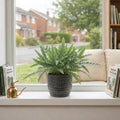 Phlebodium Blue Star Fern – Elegant Blue-Green Foliage Indoor Houseplant Plants By Post