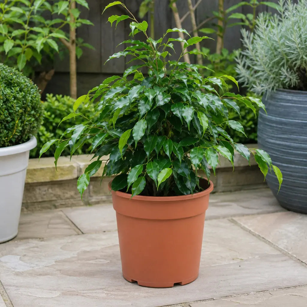 Ficus Danielle Weeping Fig 21cm Pot – Large Indoor Houseplant Plants By Post