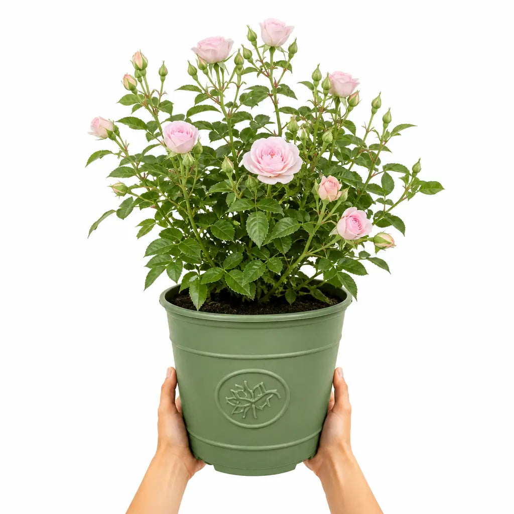 3L Happy Silver Wedding Light Pink Rose Bush - Beautiful Flowering Plant Gift Plants By Post