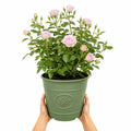 3L Happy Silver Wedding Light Pink Rose Bush - Beautiful Flowering Plant Gift Plants By Post