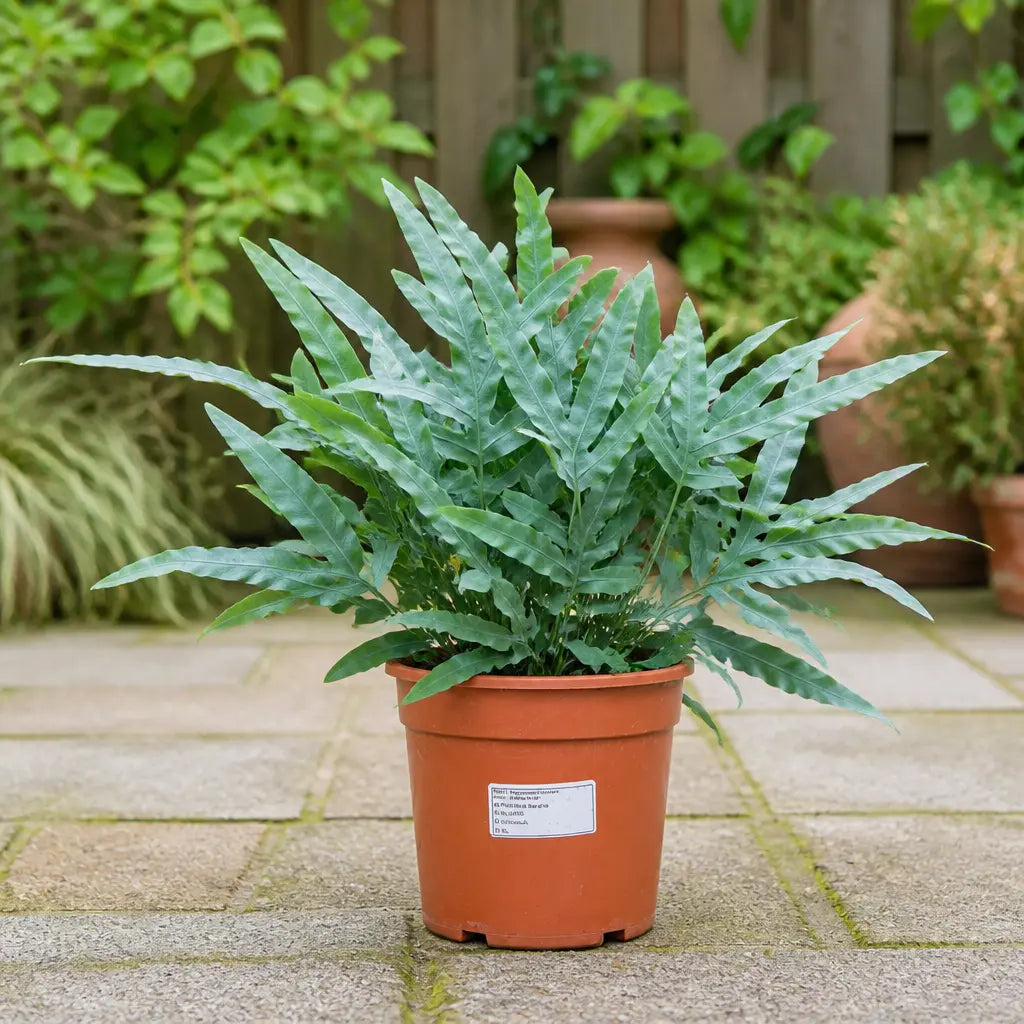 Phlebodium Blue Fern Blue Star Fern 17cm Pot – Easy Care Pet Friendly Indoor Houseplant Plants By Post