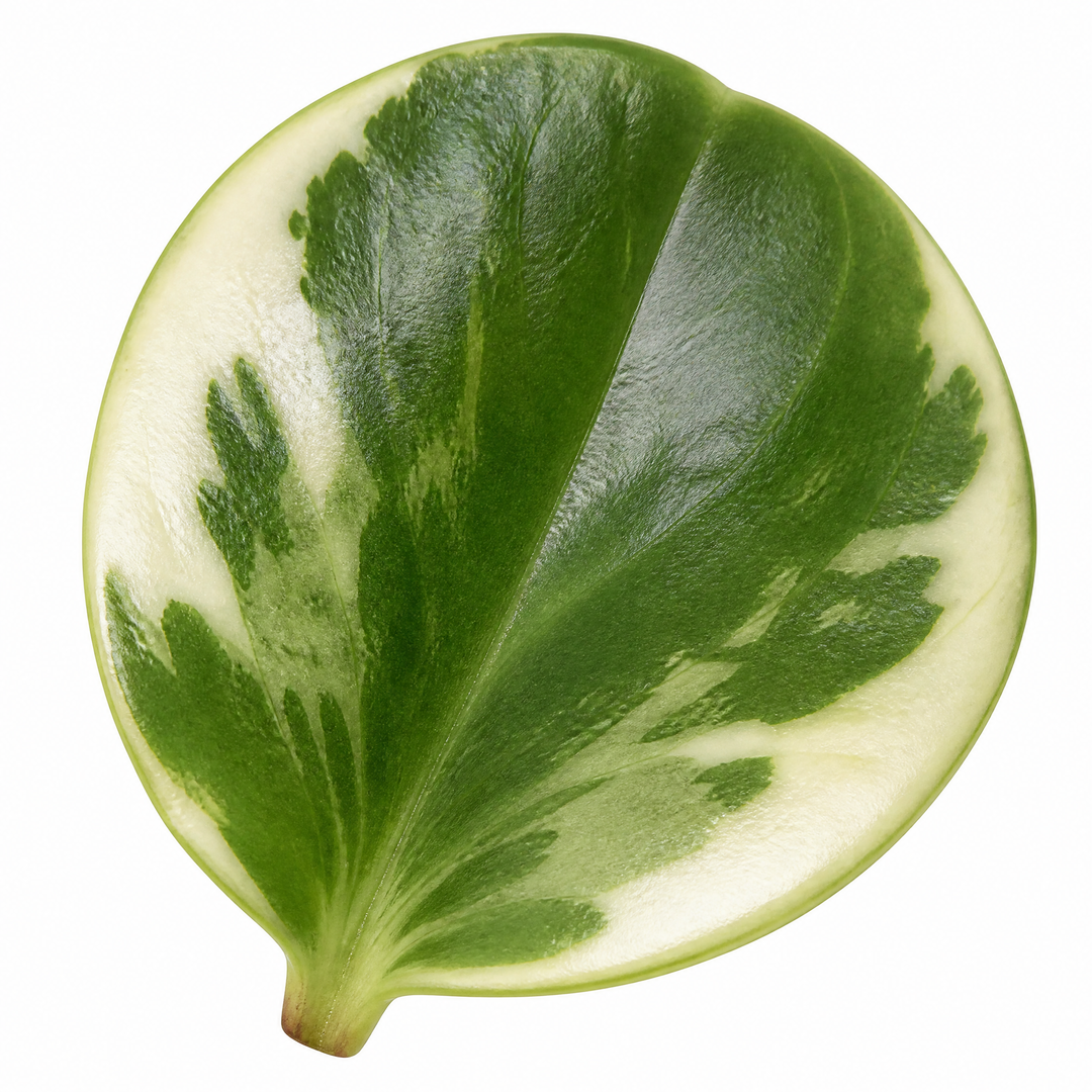 Peperomia Obtusifolia Variegated Radiator Plant 12cm Pot Plants By Post