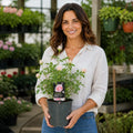 3L Happy Silver Wedding Light Pink Rose Bush - Beautiful Flowering Plant Gift Plants By Post
