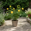 5L Rose Anniversary Wishes Yellow Rose Bush | Beautiful Flowering Garden Plant Plants By Post