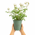 3L White Patio Rose in Decorative Pot Outdoor & Garden Plant
