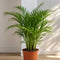Nursery Pot