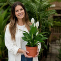 Spathiphyllum Peace Lily 17cm Pot – Easy Care Flowering Indoor Houseplant Plants By Post