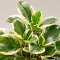 Peperomia Obtusifolia Variegated Radiator Plant 12cm Pot Plants By Post